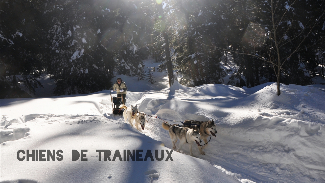 chiens de traineaux