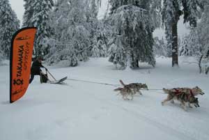 chien de traineau - challenge trappeur grenoble