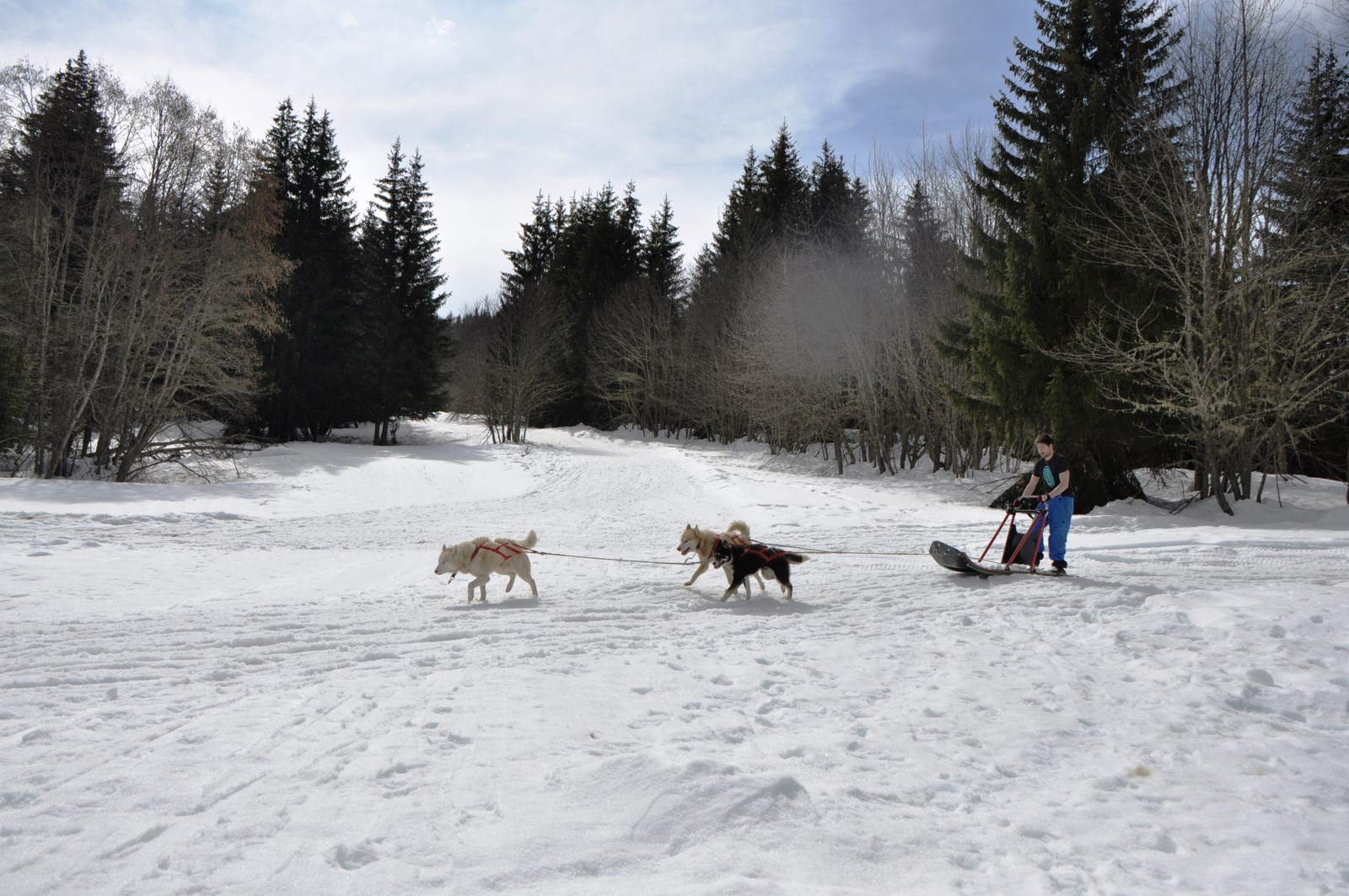 chien de traineau